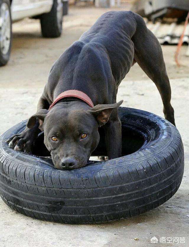 pitb比特犬币最新价格 pitb比特犬币到底几月上线